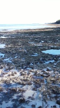 Zanzibar, Tanzanya - kıyıya yakın okyanusta alçak gelgitin dikey videosu, yavaş çekim