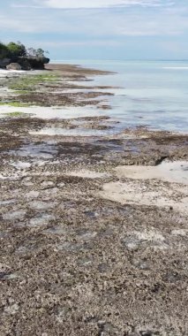 Zanzibar, Tanzanya - kıyıya yakın okyanusta alçak gelgitin dikey videosu, yavaş çekim