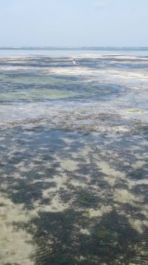 Zanzibar, Tanzanya - kıyıya yakın okyanusta alçak gelgitin dikey videosu, yavaş çekim