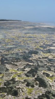 Zanzibar, Tanzanya - kıyıya yakın okyanusta alçak gelgitin dikey videosu, yavaş çekim