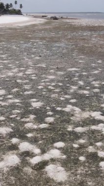 Zanzibar, Tanzanya - kıyıya yakın okyanusta alçak gelgitin dikey videosu, yavaş çekim