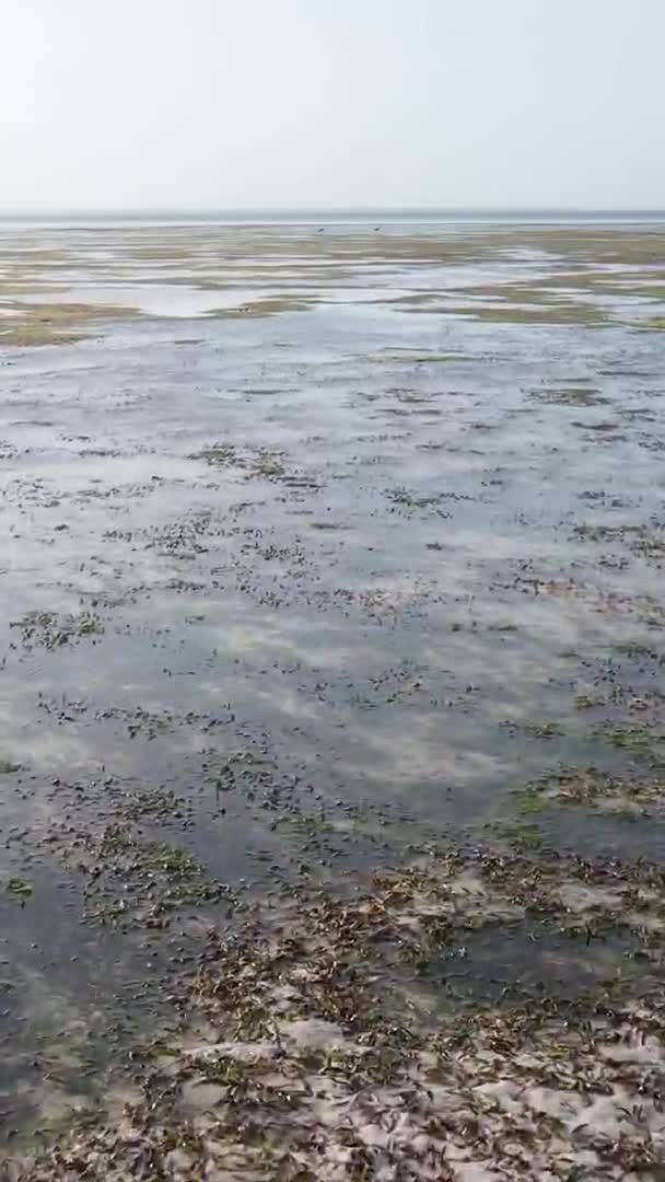 Zanzibar Tanzania Verticale Video Van Laagwater Oceaan Bij Kust Slow — Stockvideo