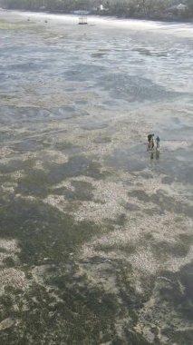 Zanzibar, Tanzanya - kıyıya yakın okyanusta alçak gelgitin dikey videosu, yavaş çekim