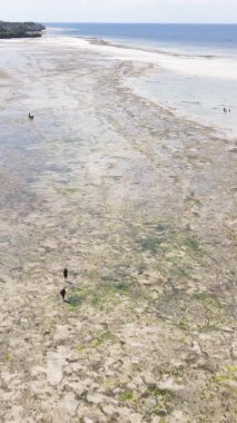 Zanzibar, Tanzanya - kıyıya yakın okyanusta alçak gelgitin dikey videosu, yavaş çekim