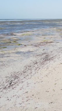 Zanzibar, Tanzanya - kıyıya yakın okyanusta alçak gelgitin dikey videosu, yavaş çekim