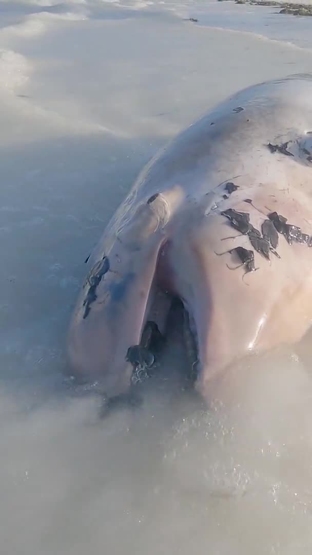 Zanzibar Tanzanie Vertikální Video Mrtvý Delfín Pobřeží Zpomalený Pohyb — Stock video