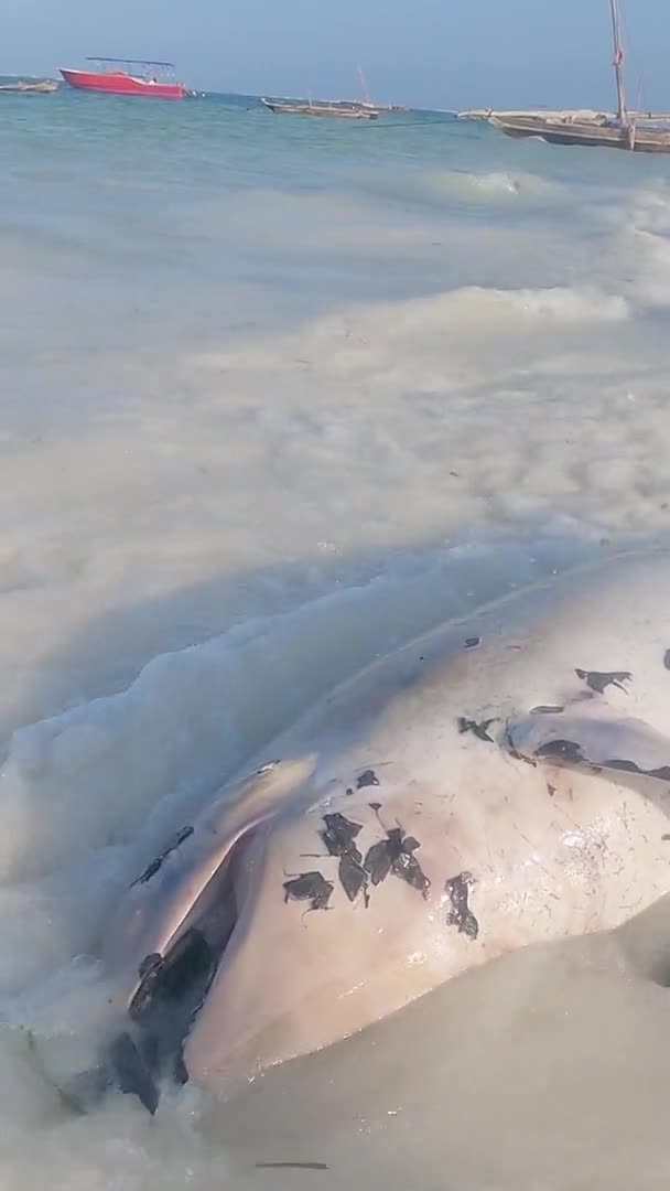 Zanzibar Tanzânia Vídeo Vertical Golfinho Morto Costa Câmera Lenta — Vídeo de Stock