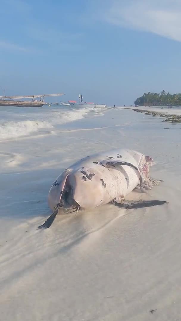 Zanzibar Tanzania Vertikal Video Mati Lumba Lumba Pantai Gerak Lambat — Stok Video