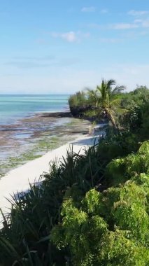 Zanzibar, Tanzanya - adanın kıyıları çalılıklarla kaplı, yavaş çekim