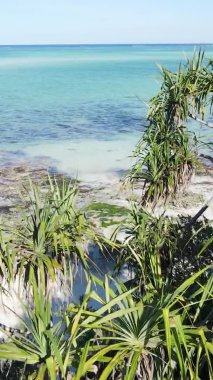 Zanzibar, Tanzanya - adanın kıyıları çalılıklarla kaplı, yavaş çekim