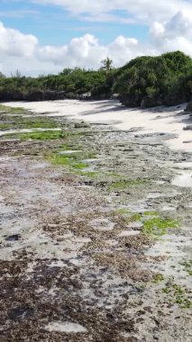 Zanzibar, Tanzanya - kıyıya yakın okyanusta alçak gelgitin dikey videosu, yavaş çekim
