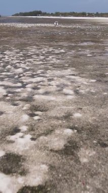 Zanzibar, Tanzanya - kıyıya yakın okyanusta alçak gelgitin dikey videosu, yavaş çekim