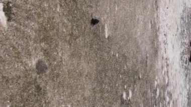 Zanzibar, Tanzanya - kıyıya yakın okyanusta alçak gelgitin dikey videosu, yavaş çekim
