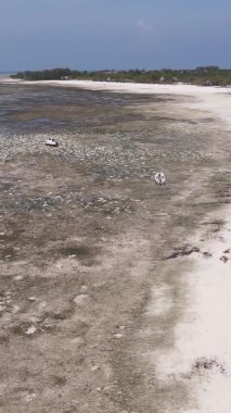 Zanzibar, Tanzanya - kıyıya yakın okyanusta alçak gelgitin dikey videosu, yavaş çekim