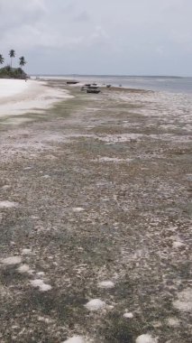 Zanzibar, Tanzanya - kıyıya yakın okyanusta alçak gelgitin dikey videosu, yavaş çekim