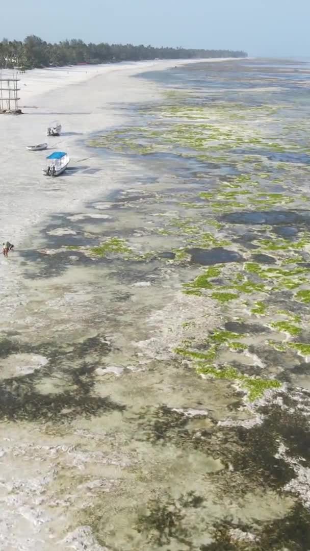 Zanzibár Tanzánia Függőleges Videó Apályról Óceán Partjainál Lassított Felvétel — Stock videók