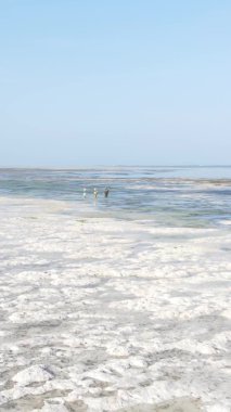 Zanzibar, Tanzanya - kıyıya yakın okyanusta alçak gelgitin dikey videosu, yavaş çekim