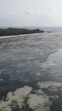 Zanzibar, Tanzanya - kıyıya yakın okyanusta alçak gelgitin dikey videosu, yavaş çekim
