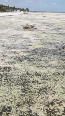 Zanzibar, Tanzanya - kıyıya yakın okyanusta alçak gelgitin dikey videosu, yavaş çekim