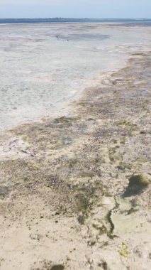 Zanzibar, Tanzanya - kıyıya yakın okyanusta alçak gelgitin dikey videosu, yavaş çekim