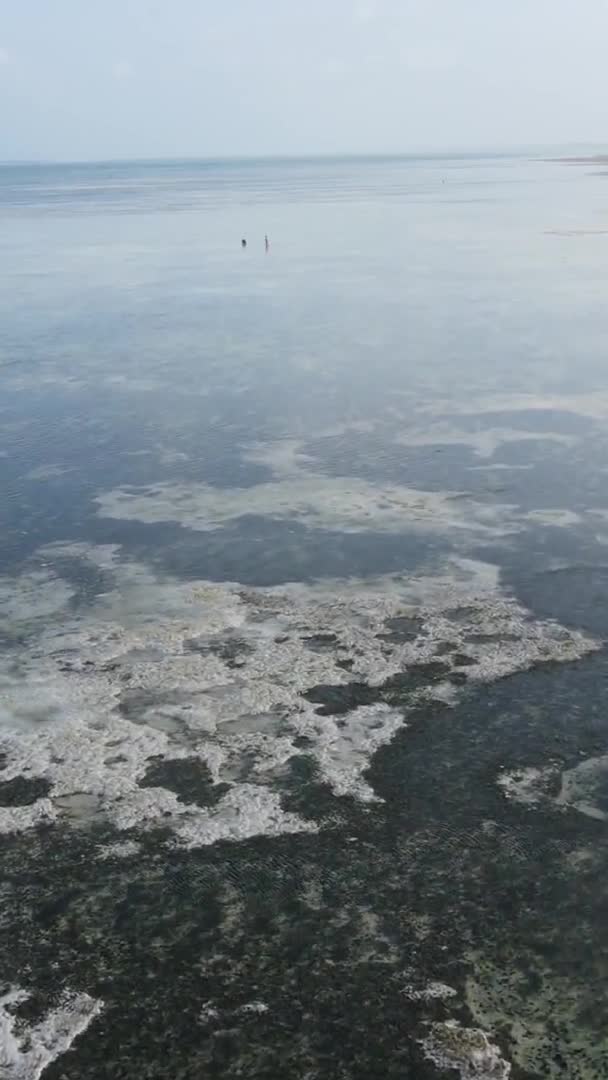 桑给巴尔 坦桑尼亚 近岸海域低潮的垂直视频 慢镜头 — 图库视频影像