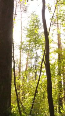 Bir sonbahar gününde ormanın dikey videosu, yavaş çekim.