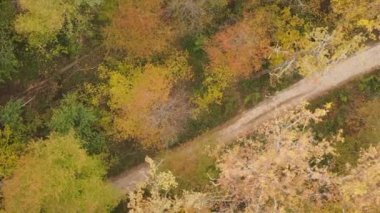 Bir sonbahar gününde ormanın dikey videosu, yavaş çekim.