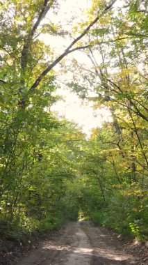 Bir sonbahar gününde ormanın dikey videosu, yavaş çekim.