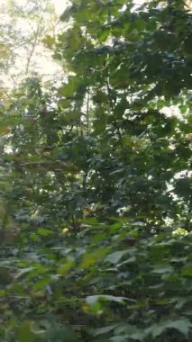 Bir sonbahar gününde ormanın dikey videosu, yavaş çekim.