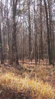 Bir sonbahar gününde ormanın dikey videosu, yavaş çekim.