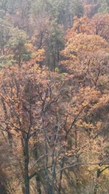 Bir sonbahar gününde ormanın dikey videosu, yavaş çekim.