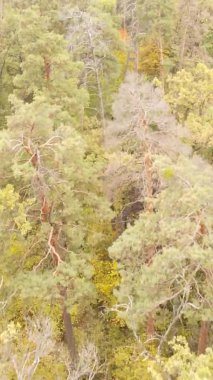 Bir sonbahar gününde ormanın dikey videosu, yavaş çekim.