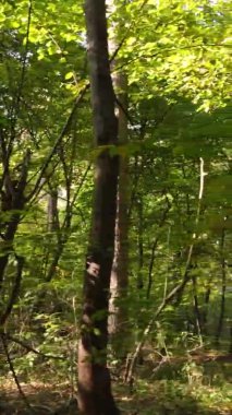 Bir sonbahar gününde ormanın dikey videosu, yavaş çekim.