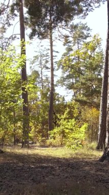 Bir sonbahar gününde ormanın dikey videosu, yavaş çekim.