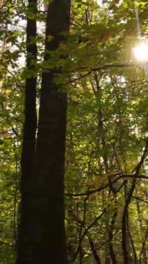 Bir sonbahar gününde ormanın dikey videosu, yavaş çekim.