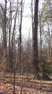 Bir sonbahar gününde ormanın dikey videosu, yavaş çekim.