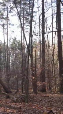 Bir sonbahar gününde ormanın dikey videosu, yavaş çekim.