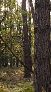 Bir sonbahar gününde ormanın dikey videosu, yavaş çekim.