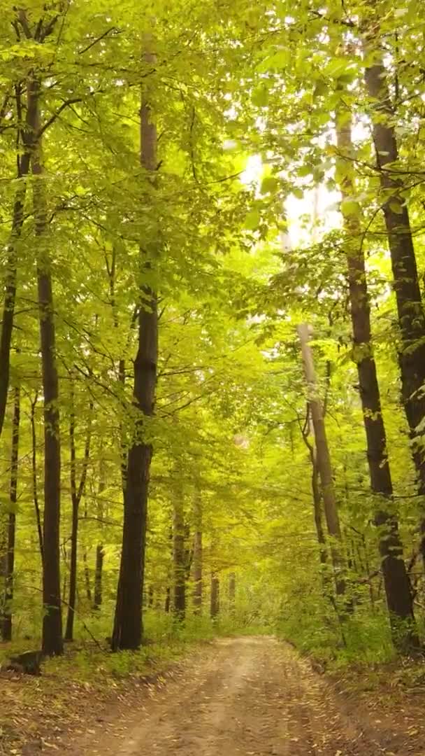 Verticale Video Van Het Bos Een Herfstdag Slow Motion — Stockvideo