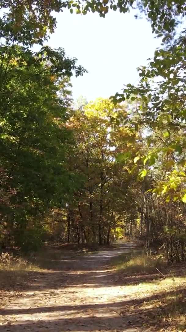 Vidéo Verticale Forêt Jour Automne Ralenti — Video