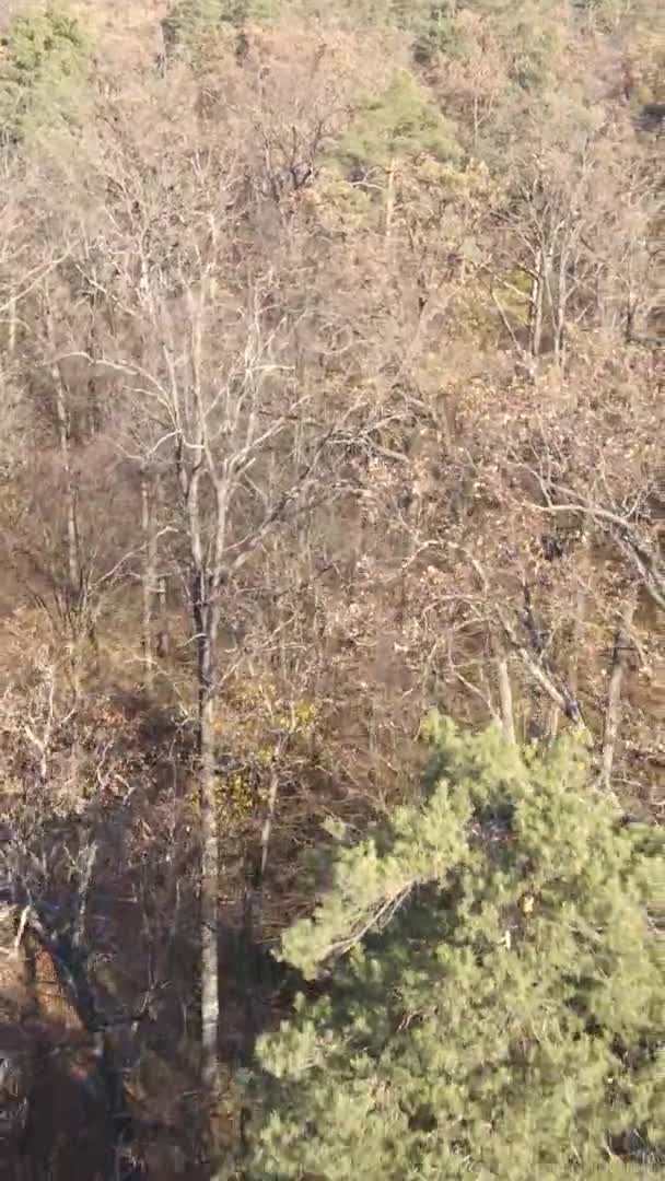 Vertikales Video Des Waldes Einem Herbsttag Zeitlupe — Stockvideo