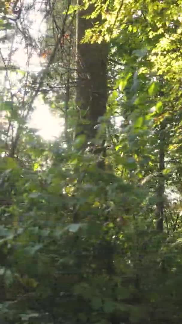 Вертикальне Відео Лісу Осінній День Повільний Рух — стокове відео