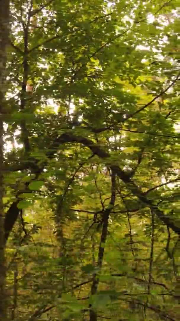 Verticale Video Van Het Bos Een Herfstdag Slow Motion — Stockvideo