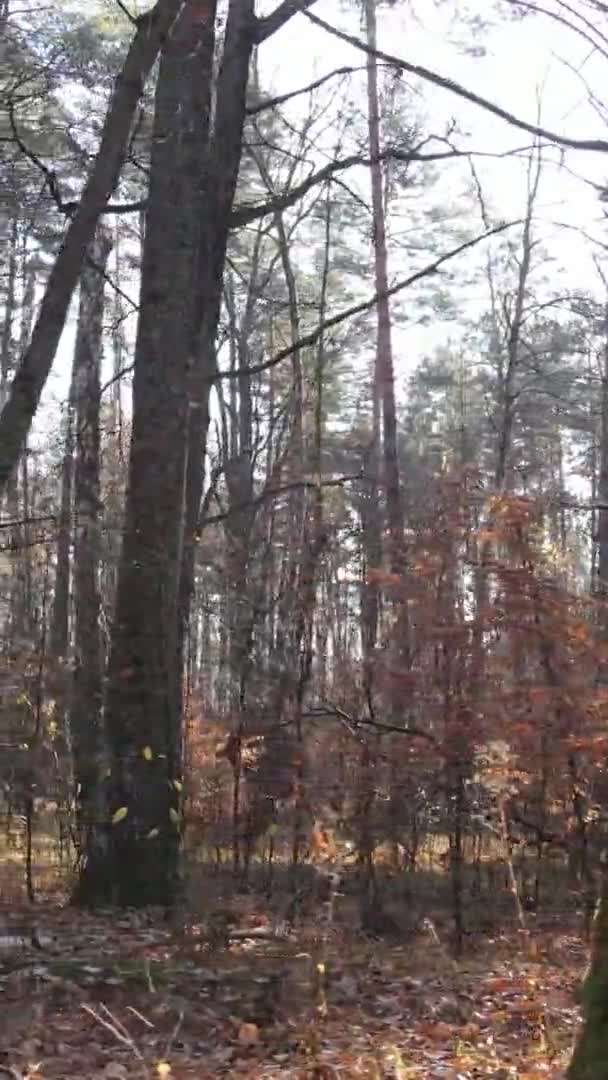 Pionowe Wideo Lasu Jesienny Dzień Zwolnione Tempo — Wideo stockowe