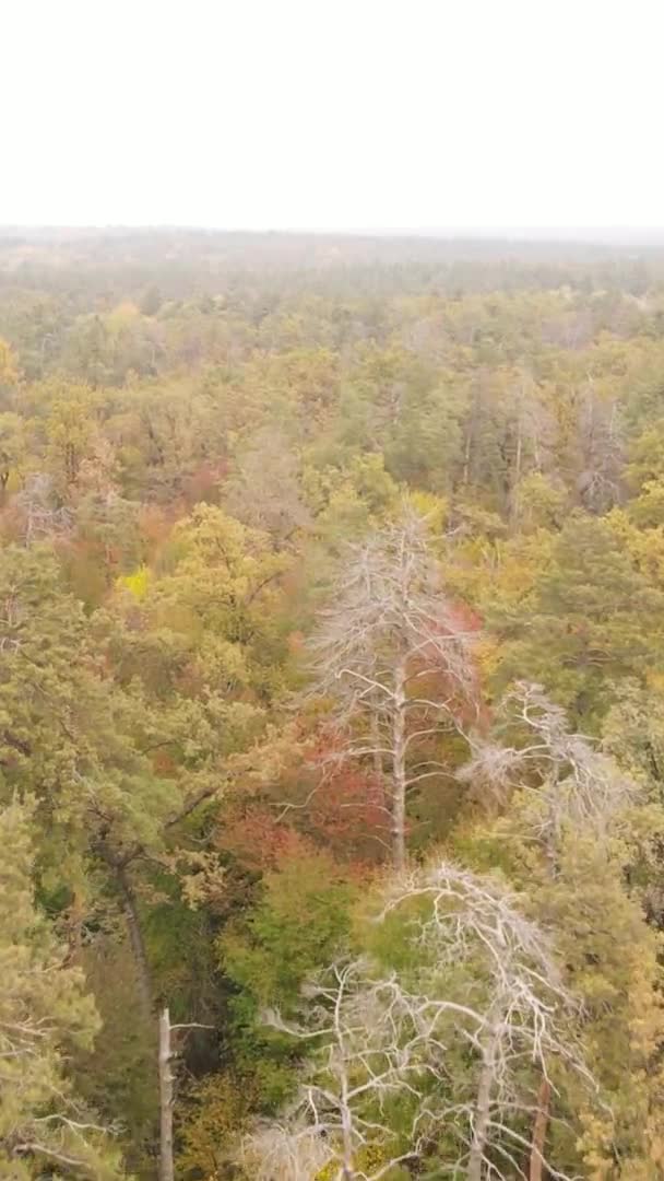 Vidéo Verticale Forêt Jour Automne Ralenti — Video