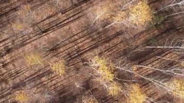 Bir sonbahar gününde ormanın dikey videosu, yavaş çekim.