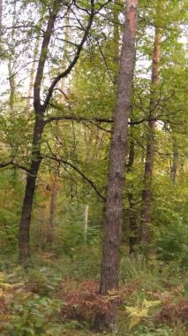 Bir sonbahar gününde ormanın dikey videosu, yavaş çekim.