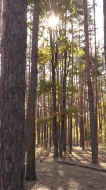 Bir sonbahar gününde ormanın dikey videosu, yavaş çekim.