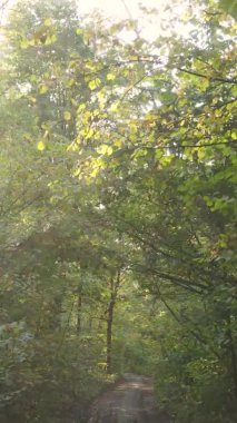 Bir sonbahar gününde ormanın dikey videosu, yavaş çekim.