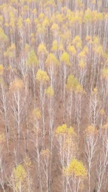 Bir sonbahar gününde ormanın dikey videosu, yavaş çekim.
